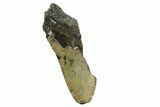 Partial, Fossil Megalodon Tooth - North Carolina #361692-1